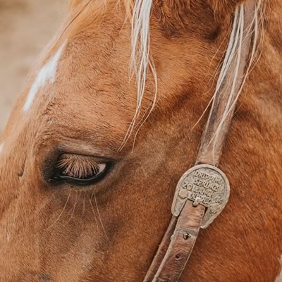 Covered Horse Stalls