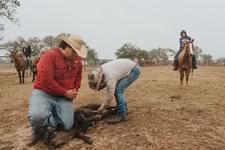 Branding Cattle on the Lazy F Guest Ranch in Texas