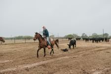 Branding Cattle on the Lazy F Guest Ranch in Texas