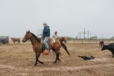 Branding Cattle on the Lazy F Guest Ranch in Texas