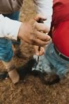 Branding Cattle on the Lazy F Guest Ranch in Texas