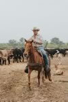 Branding Cattle on the Lazy F Guest Ranch in Texas