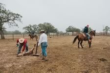 Branding Cattle on the Lazy F Guest Ranch in Texas