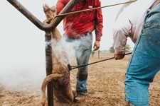 Branding Cattle on the Lazy F Guest Ranch in Texas