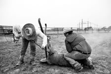 Branding Cattle on the Lazy F Guest Ranch in Texas