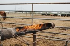 Branding Cattle on the Lazy F Guest Ranch in Texas