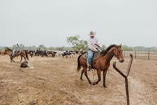 Branding Cattle on the Lazy F Guest Ranch in Texas