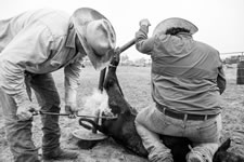 Branding Cattle on the Lazy F Guest Ranch in Texas