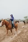 Branding Cattle on the Lazy F Guest Ranch in Texas