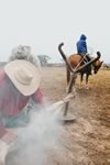 Branding Cattle on the Lazy F Guest Ranch in Texas