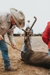 Branding Cattle on the Lazy F Guest Ranch in Texas
