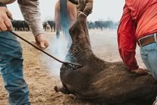 Branding Cattle on the Lazy F Guest Ranch in Texas