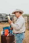 Branding Cattle on the Lazy F Guest Ranch in Texas