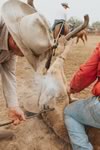 Branding Cattle on the Lazy F Guest Ranch in Texas