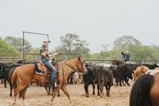 Branding Cattle on the Lazy F Guest Ranch in Texas