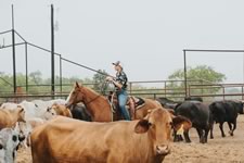 Branding Cattle on the Lazy F Guest Ranch in Texas