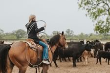 Branding Cattle on the Lazy F Guest Ranch in Texas