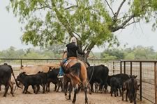 Branding Cattle on the Lazy F Guest Ranch in Texas