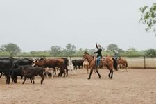 Branding Cattle on the Lazy F Guest Ranch in Texas