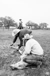 Branding Cattle on the Lazy F Guest Ranch in Texas
