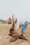 Branding Cattle on the Lazy F Guest Ranch in Texas