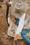 Branding Cattle on the Lazy F Guest Ranch in Texas