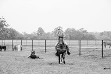 Branding Cattle on the Lazy F Guest Ranch in Texas