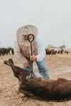 Branding Cattle on the Lazy F Guest Ranch in Texas