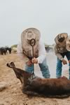 Branding Cattle on the Lazy F Guest Ranch in Texas