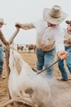 Branding Cattle on the Lazy F Guest Ranch in Texas
