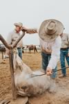 Branding Cattle on the Lazy F Guest Ranch in Texas