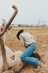 Branding Cattle on the Lazy F Guest Ranch in Texas