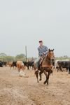 Branding Cattle on the Lazy F Guest Ranch in Texas