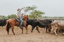 Branding Cattle on the Lazy F Guest Ranch in Texas