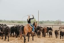 Branding Cattle on the Lazy F Guest Ranch in Texas