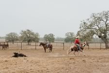 Branding Cattle on the Lazy F Guest Ranch in Texas