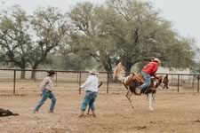 Branding Cattle on the Lazy F Guest Ranch in Texas