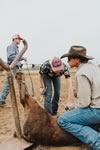 Branding Cattle on the Lazy F Guest Ranch in Texas