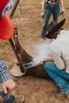 Branding Cattle on the Lazy F Guest Ranch in Texas