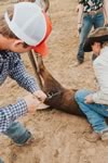 Branding Cattle on the Lazy F Guest Ranch in Texas
