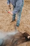 Branding Cattle on the Lazy F Guest Ranch in Texas