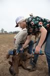 Branding Cattle on the Lazy F Guest Ranch in Texas