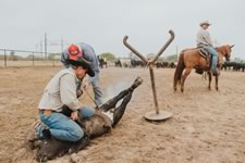 Branding Cattle on the Lazy F Guest Ranch in Texas