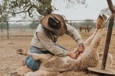 Branding Cattle on the Lazy F Guest Ranch in Texas