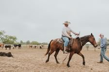 Branding Cattle on the Lazy F Guest Ranch in Texas