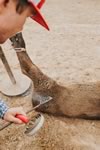 Branding Cattle on the Lazy F Guest Ranch in Texas