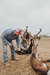 Branding Cattle on the Lazy F Guest Ranch in Texas