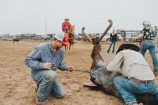 Branding Cattle on the Lazy F Guest Ranch in Texas