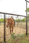 Gathering Cattle on the Lazy F Guest Ranch in Texas