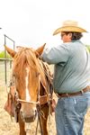 Gathering Cattle on the Lazy F Guest Ranch in Texas